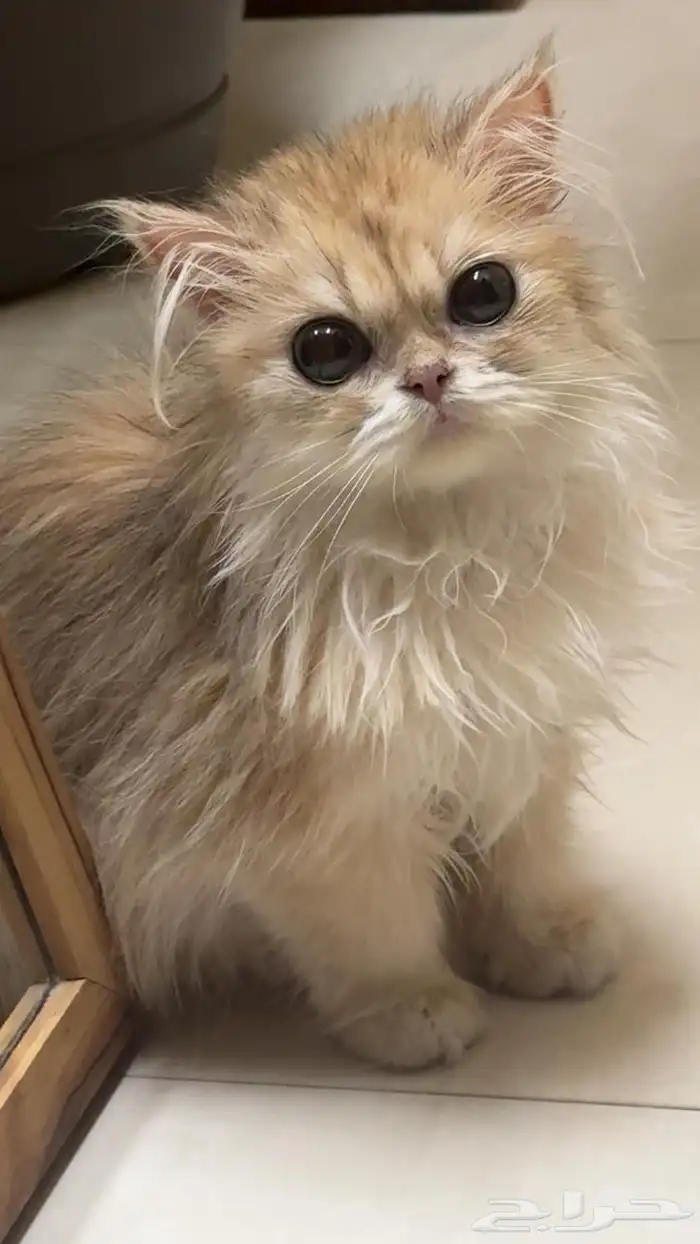 انثى برتش للبيع 0