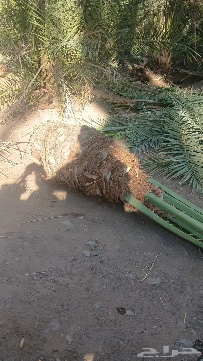 نخيل عربي فسائل نخل نخل عربي نقايل 90