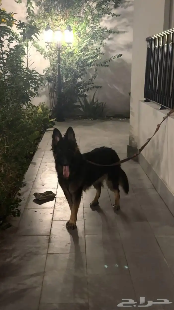 جيرمن لونج هير 2