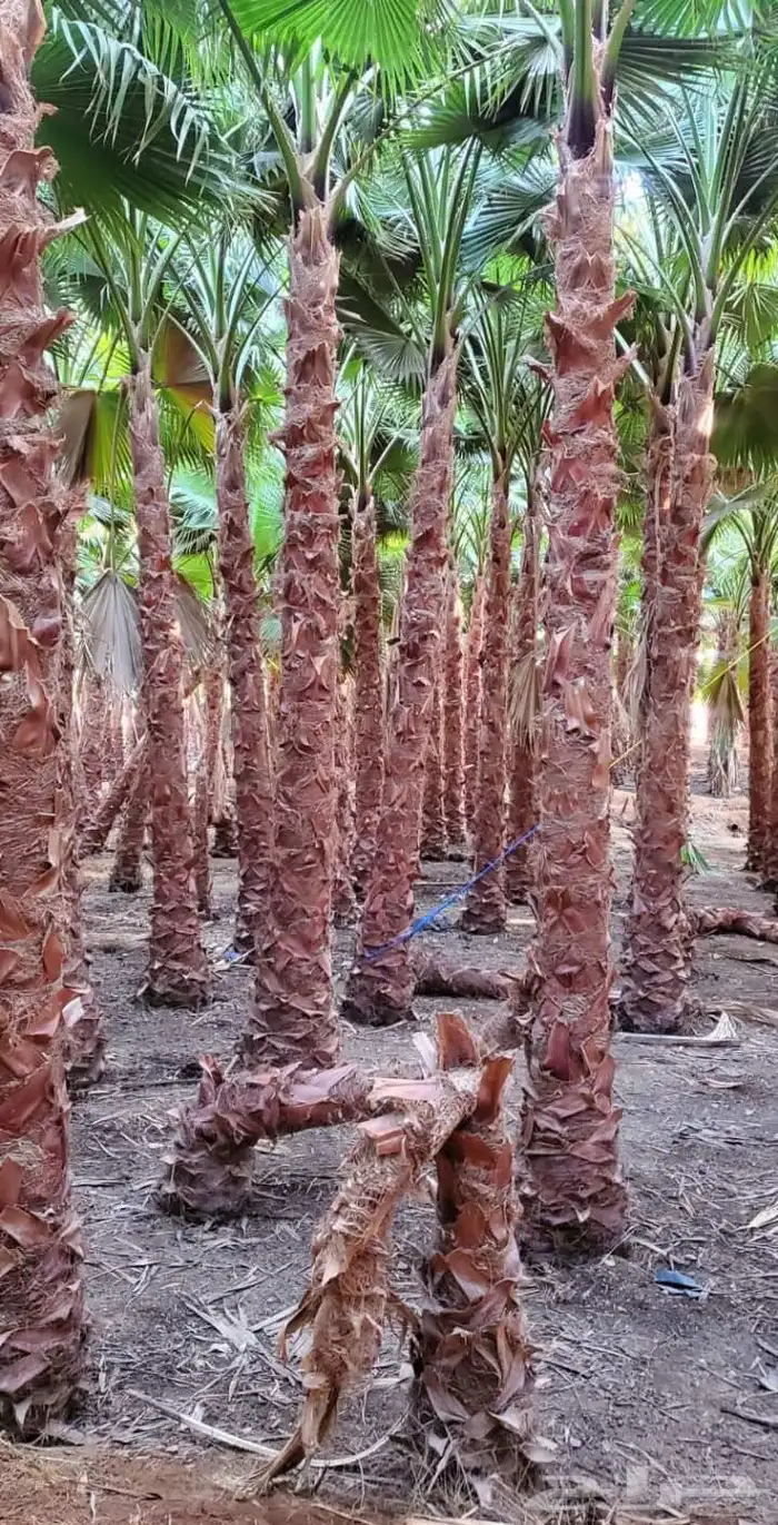 نخيل.واشنطنيا زينه امريكي 13