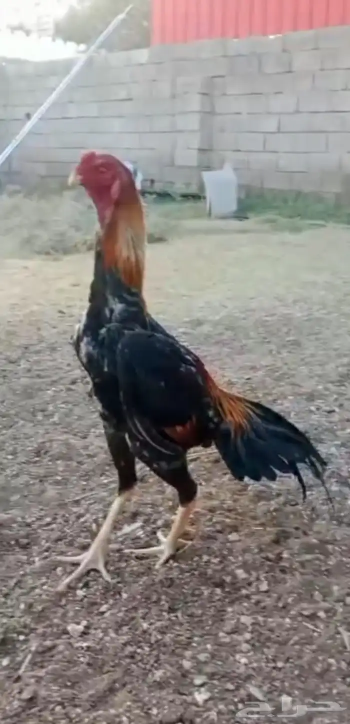 ديك شامو ياباني بطل 1