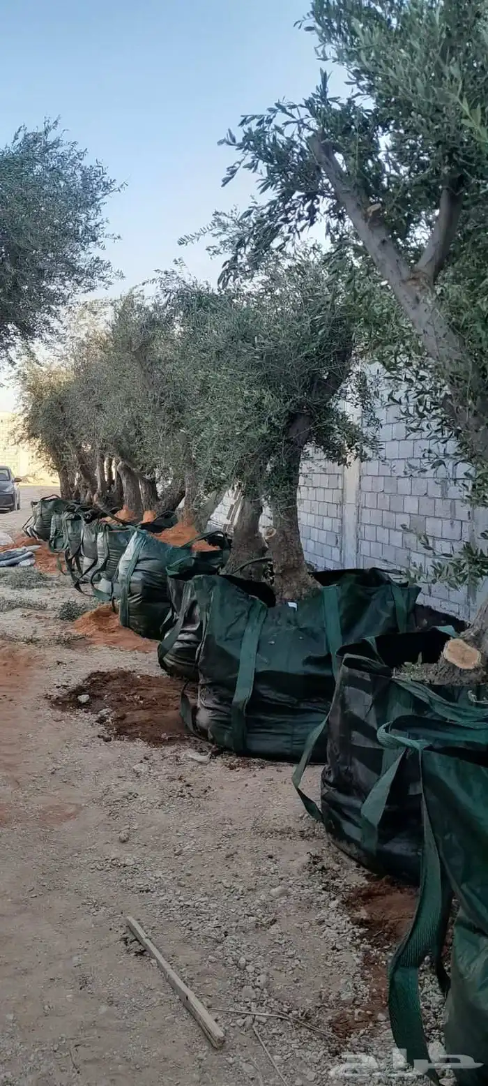 نخيل.واشنطنيا زينه امريكي 11