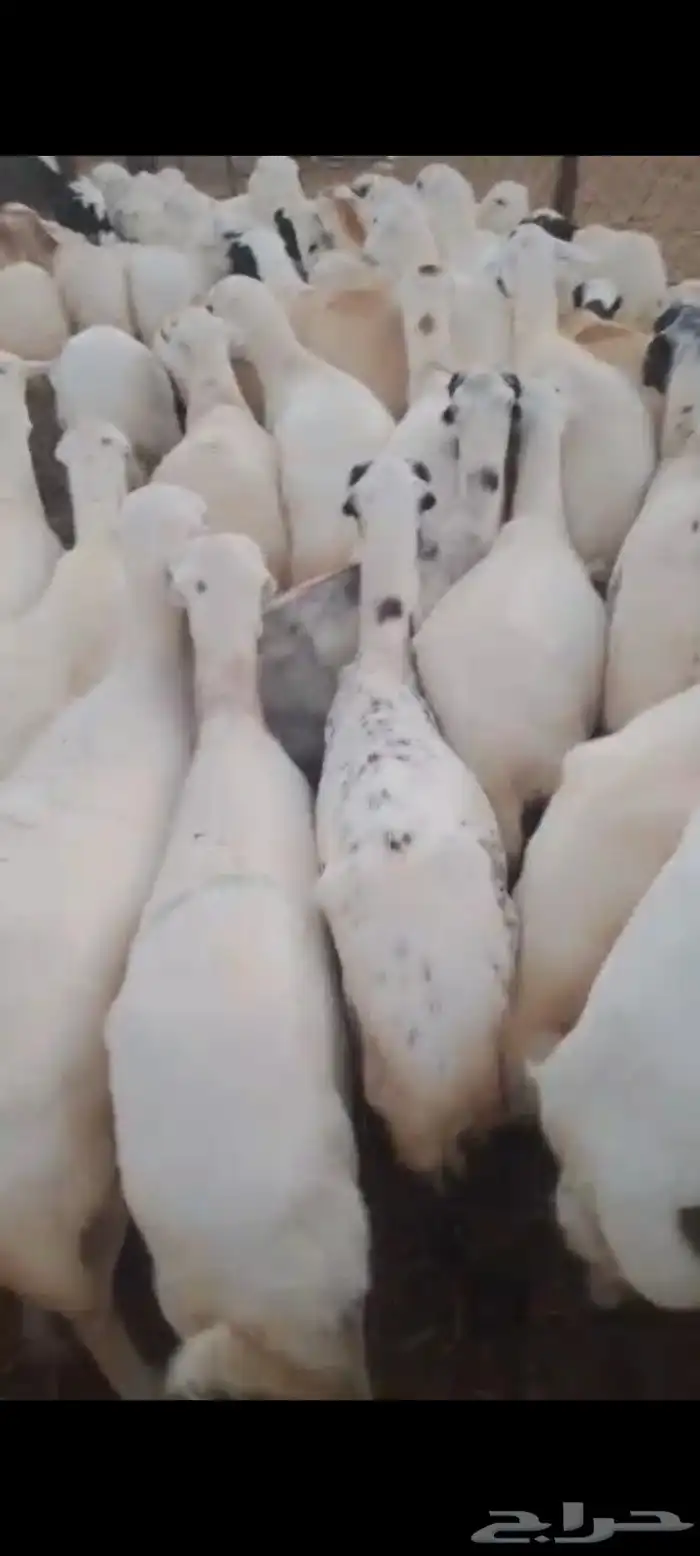 ضان رفيديات قرايب الا شرط سن طيب جروم طيب العدد 80 1