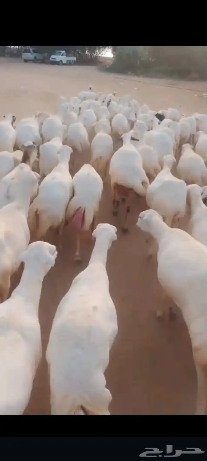 يوجد لدينا ضان رفيددات دفيع 0