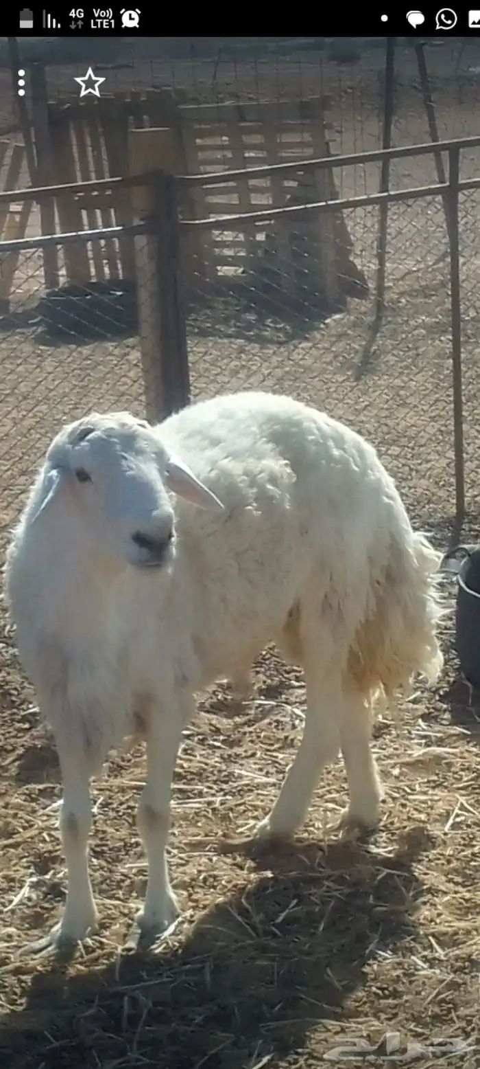 فحل حري للبيع 0