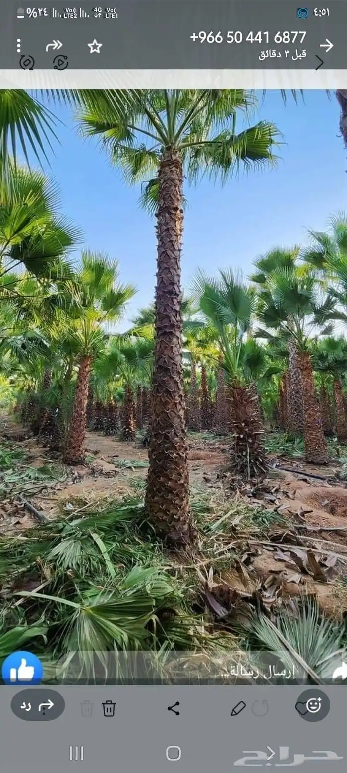 سلام عليكم توجد الدين نخل وفسيل 1