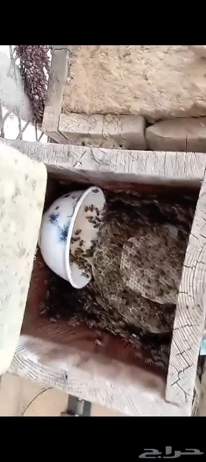 نحل بلدي خليا مربع العدد 40 نحلل ممتاز مليان ريش جاهز لسدر 6