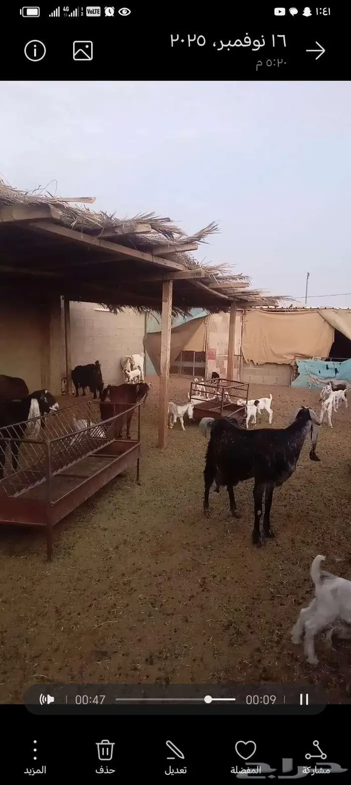 للبيع معزا مشاريك خصم العدد 12 تحتها 20 0