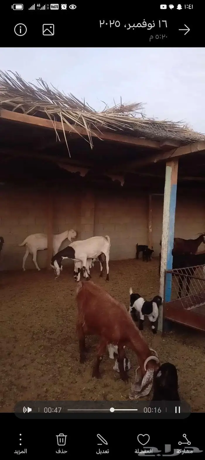 للبيع معزا مشاريك خصم العدد 12 تحتها 20 2