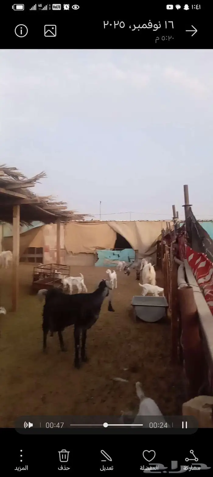 للبيع معزا مشاريك خصم العدد 12 تحتها 20 1