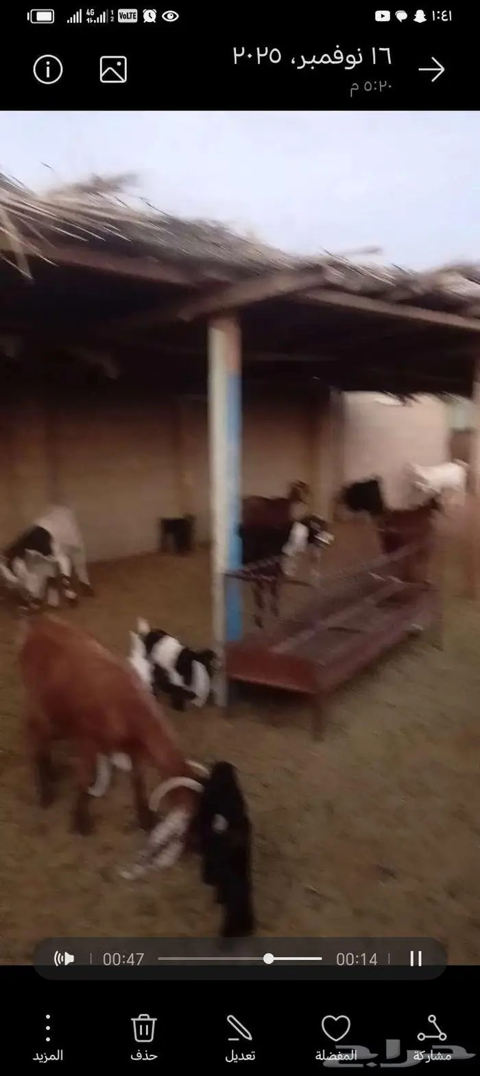 للبيع معزا مشاريك خصم العدد 12 تحتها 20 3