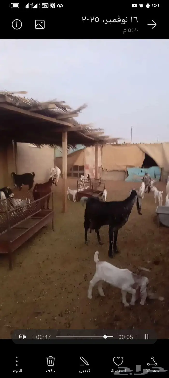 للبيع معزا مشاريك خصم العدد 12 تحتها 20 4