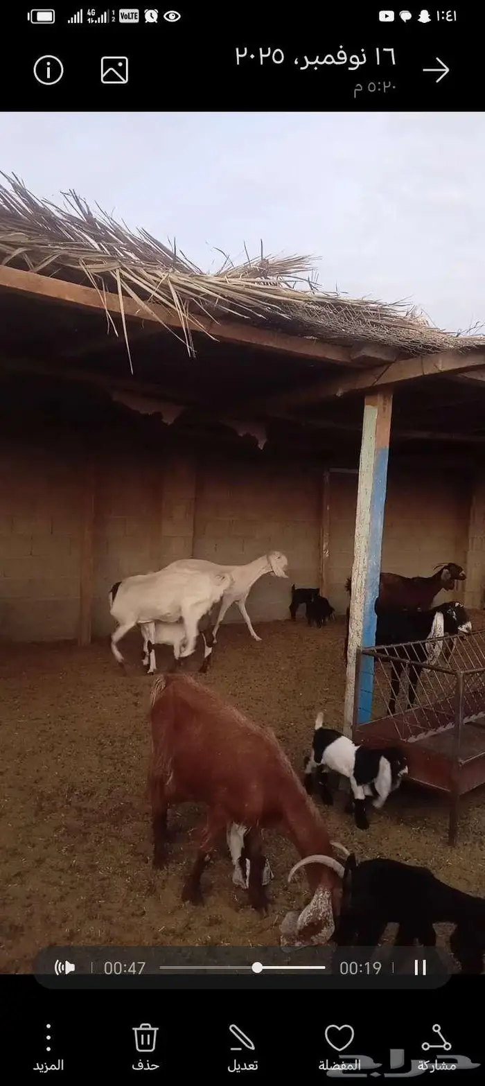 للبيع معزا مشاريك خصم العدد 12 تحتها 20 5