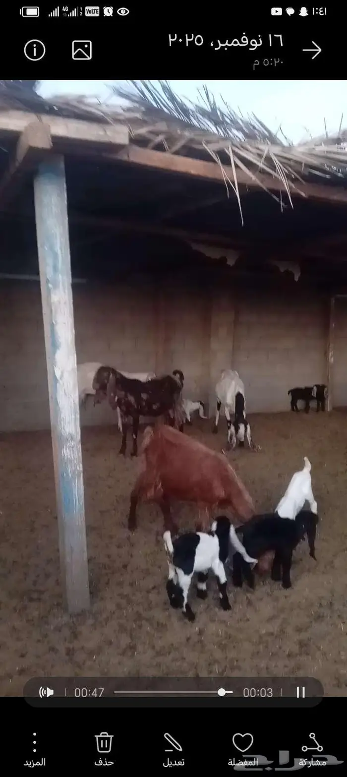 للبيع معزا مشاريك خصم العدد 12 تحتها 20 6