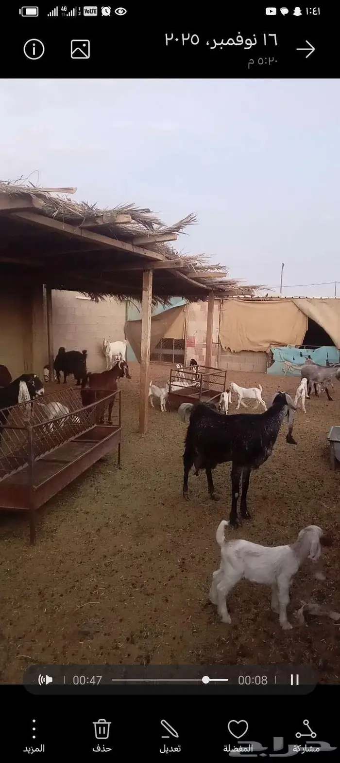 للبيع معزا مشاريك خصم العدد 12 تحتها 20 7