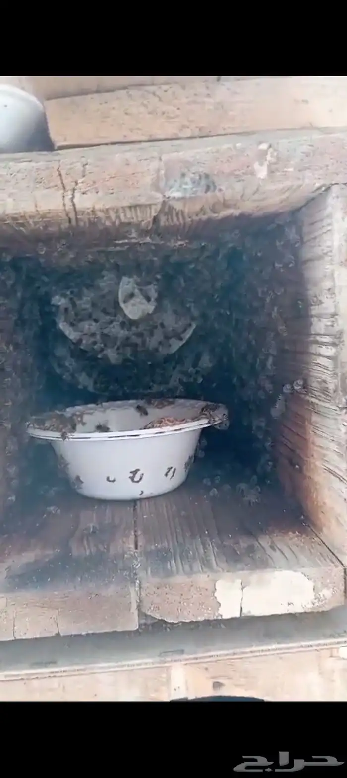 نحل بلدي خليا مربع العدد 40 نحلل ممتاز مليان ريش جاهز لسدر 5