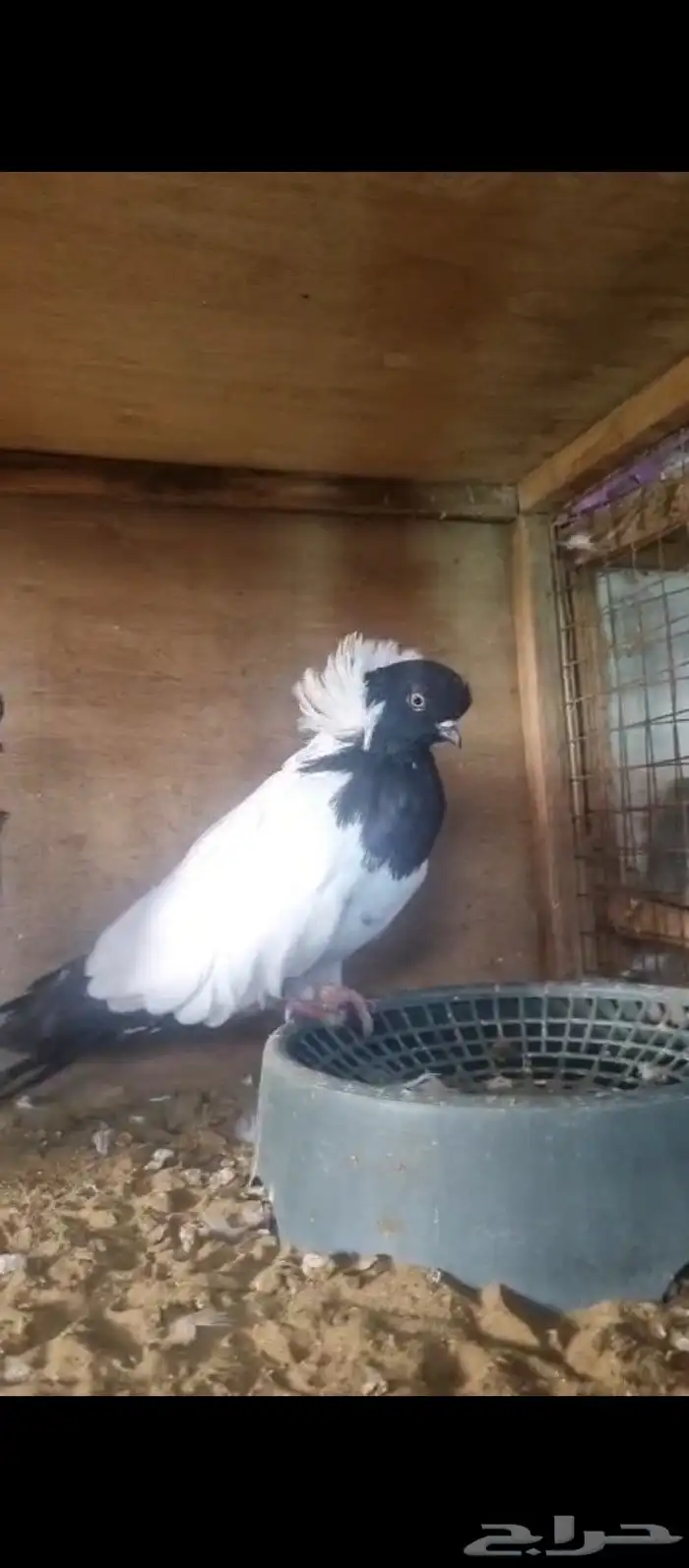 زوج زوداني فاخر 0