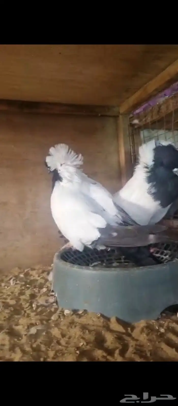 زوج زوداني فاخر 2