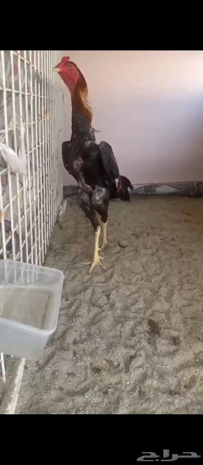 ديك شامو ياباني 5