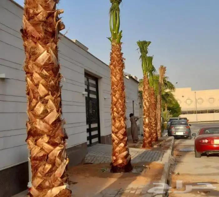 نخيل.واشنطنيا زينه امريكي 16