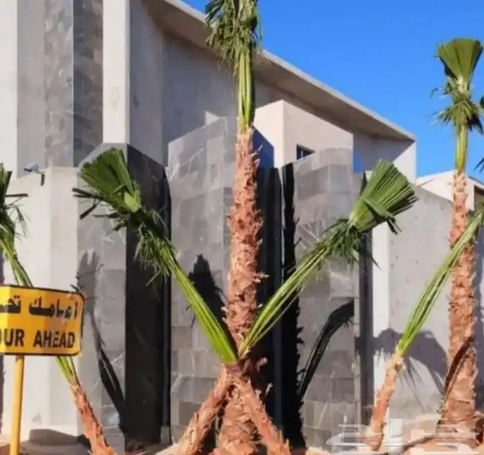 نخيل.واشنطنيا زينه امريكي 15