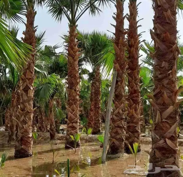 نخيل.واشنطنيا زينه امريكي 4