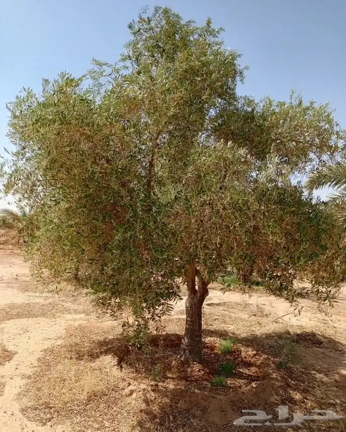 زيتون مثمر منظر جميل 1