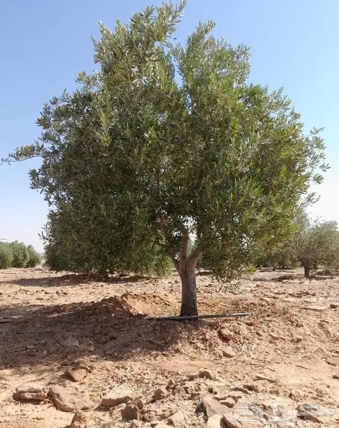 زيتون مثمر منظر جميل 2