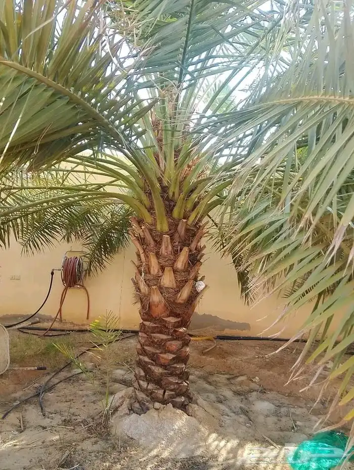 يوجد لدي نخل انواع ممتازه صقعي ومجدوله وسكري وخلاص مسكوهلالي 4