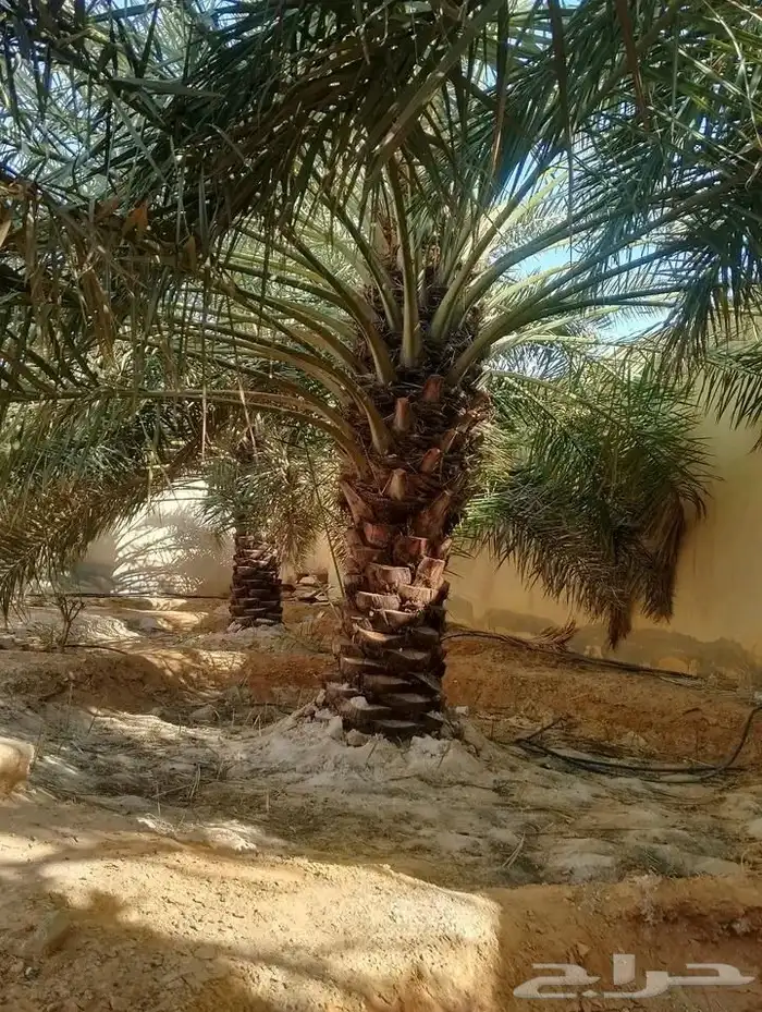 يوجد لدي نخل انواع ممتازه صقعي ومجدوله وسكري وخلاص مسكوهلالي 6