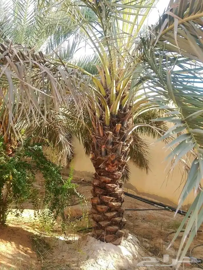 يوجد لدي نخل انواع ممتازه صقعي ومجدوله وسكري وخلاص مسكوهلالي 7