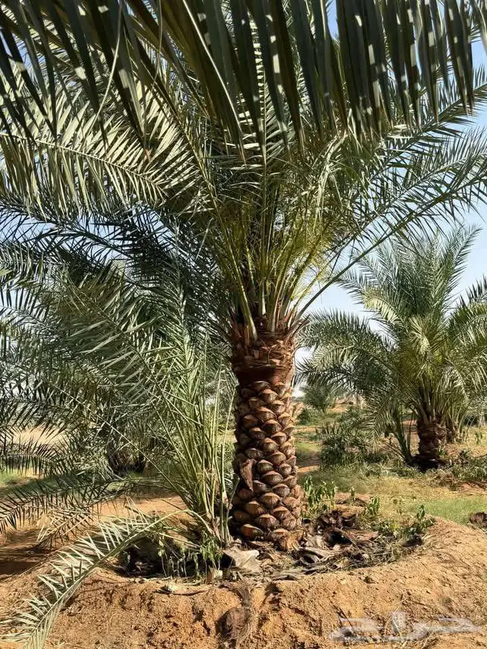 نخل مثمر نقايل جثايث فسائل اخلاص صقعي مجدول سكري نخل واشنطني 3