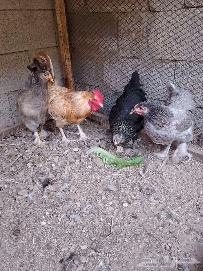 دجاج براهما جميل للبيع بالحرازات 0