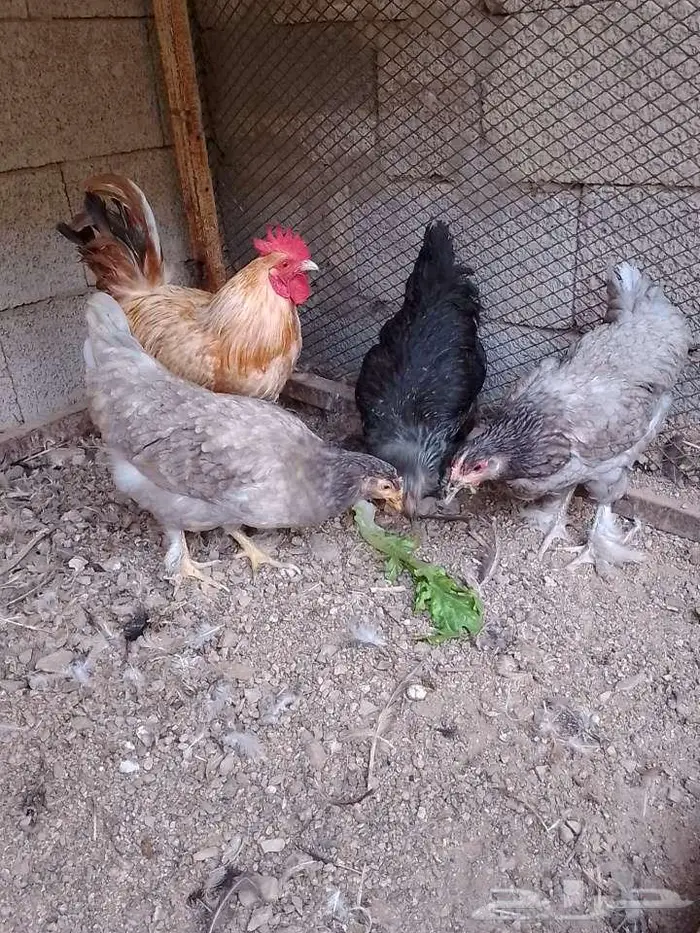 دجاج براهما جميل للبيع بالحرازات 1