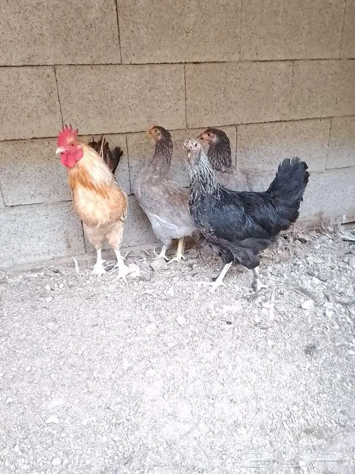 دجاج براهما جميل للبيع بالحرازات 3