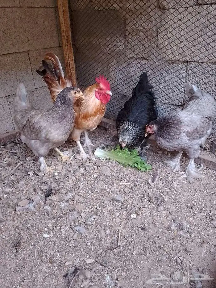 دجاج براهما جميل للبيع بالحرازات 2