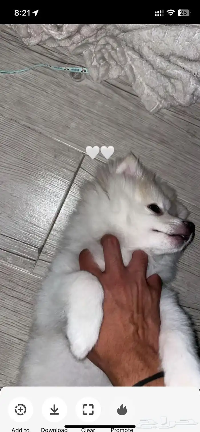 كلب للتبني 0