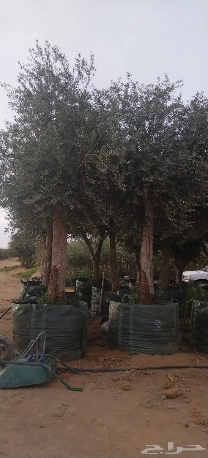 زيتون مراكن وحمضيات وبرتقال 6