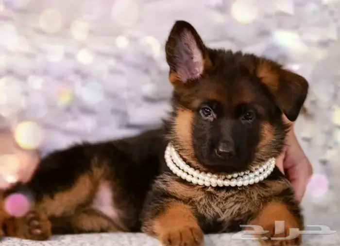 جراء جيرمن شيبرد الذاكبه جاهزه اليوم للاستيراد من روسيا 4