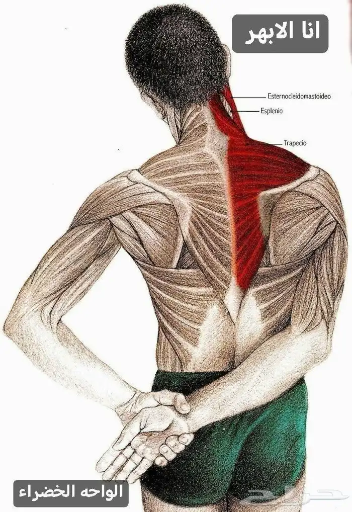 الشفاء للحجامة  التداوي بالمسنونة 1