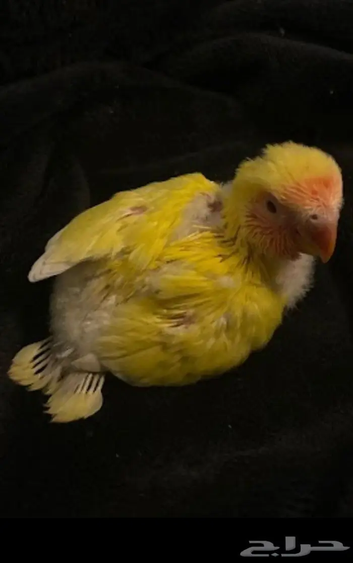 فرخ روز لاتينو 2