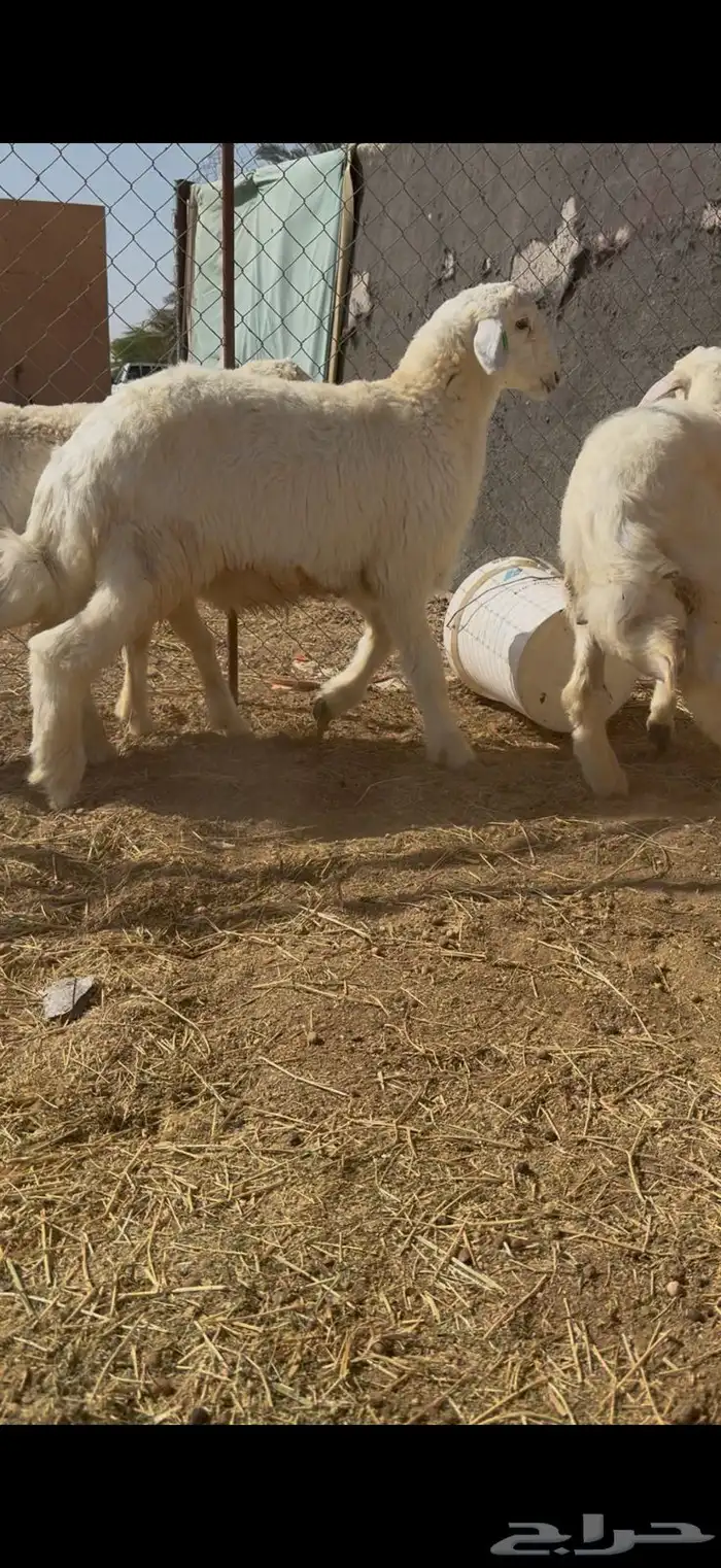 للبيع بهم حري 0