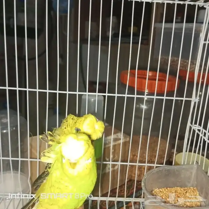 زوج بادجي هوقو 4