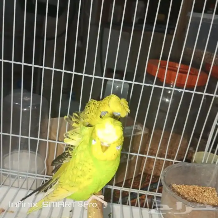 زوج بادجي هوقو 3