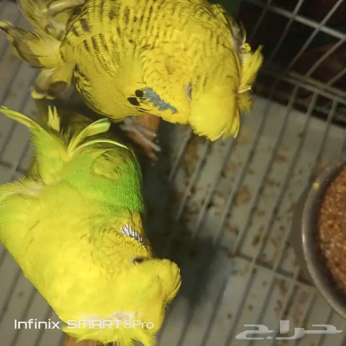 زوج بادجي هوقو 0