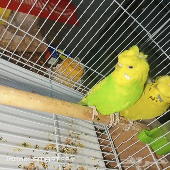 زوج بادجي هوقو 2