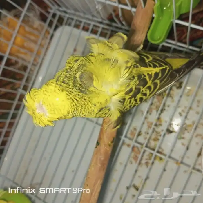 زوج بادجي هوقو 6