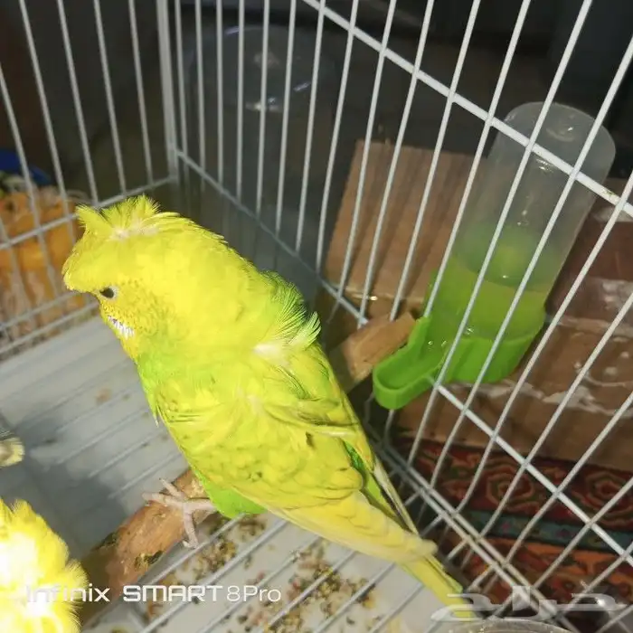 زوج بادجي هوقو 5