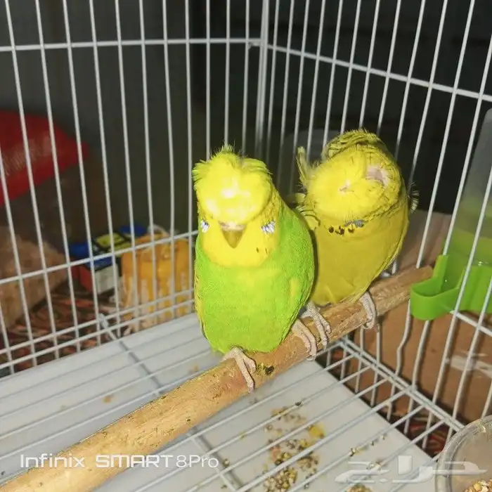 زوج بادجي هوقو 1