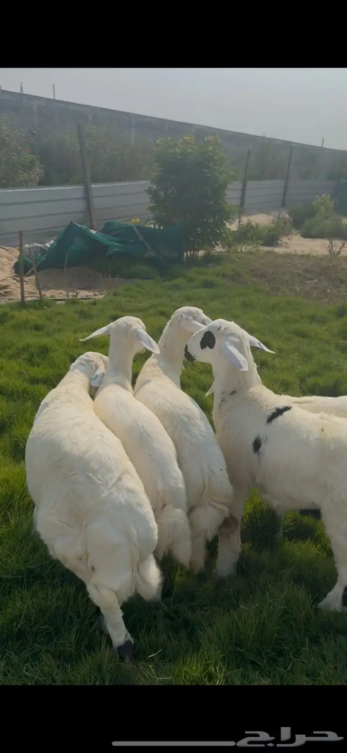 خروف حري هرفي بلدي 0